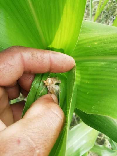 Spotted Stemborer - Maize