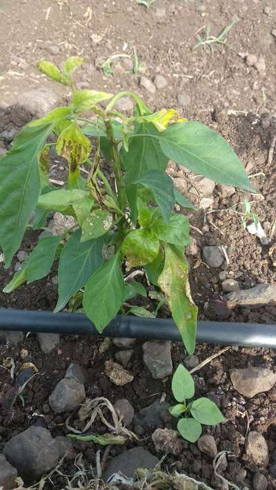 Wet Rot - Capsicum & Chilli