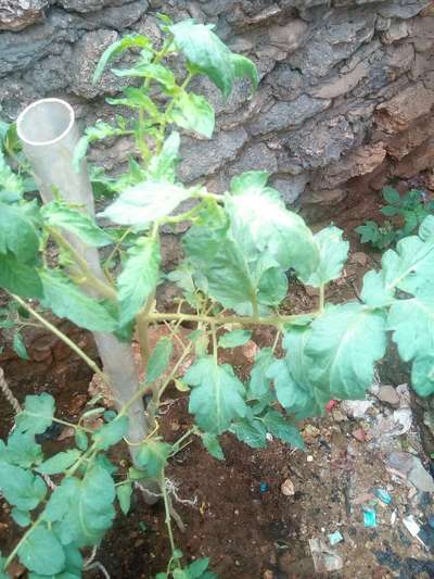 Leaf Miner Flies - Tomato