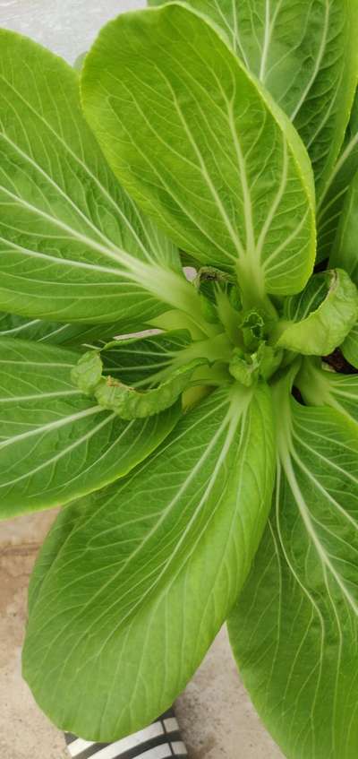 Nitrogen Deficiency - Cabbage