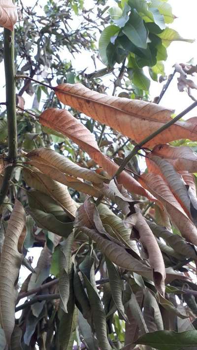 Mango Dieback Disease - Mango