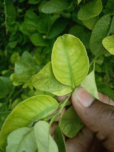 Spider Mites - Citrus