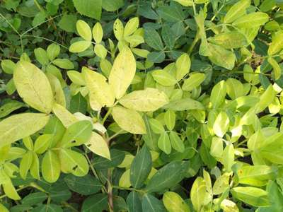 Alternaria Leaf Spot Peanut - Peanut