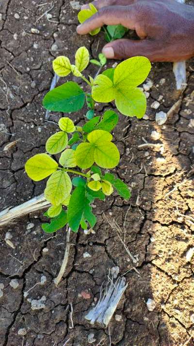 Iron Deficiency - Soybean