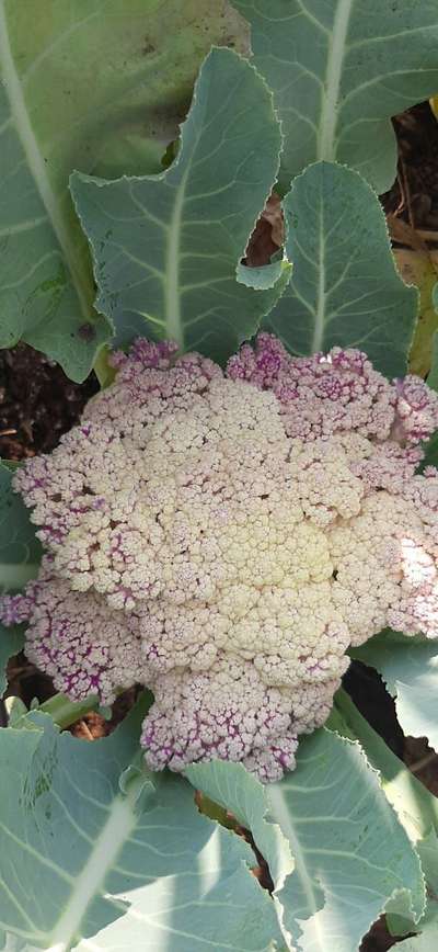 Boron Deficiency - Cauliflower