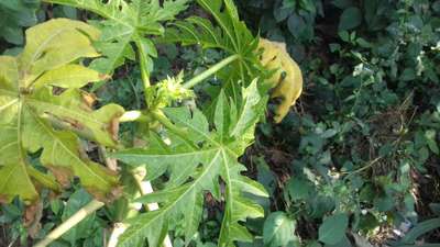 Potassium Deficiency - Papaya