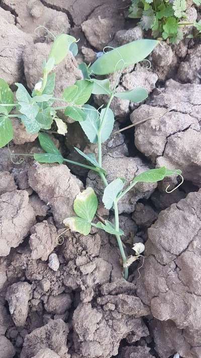 Flea Beetles - Pea