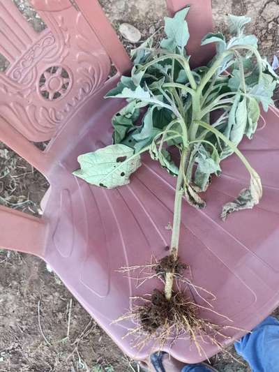 Bacterial Wilt - Brinjal