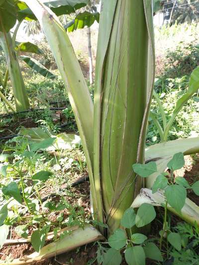 Bacterial Soft Rot of Banana - Banana