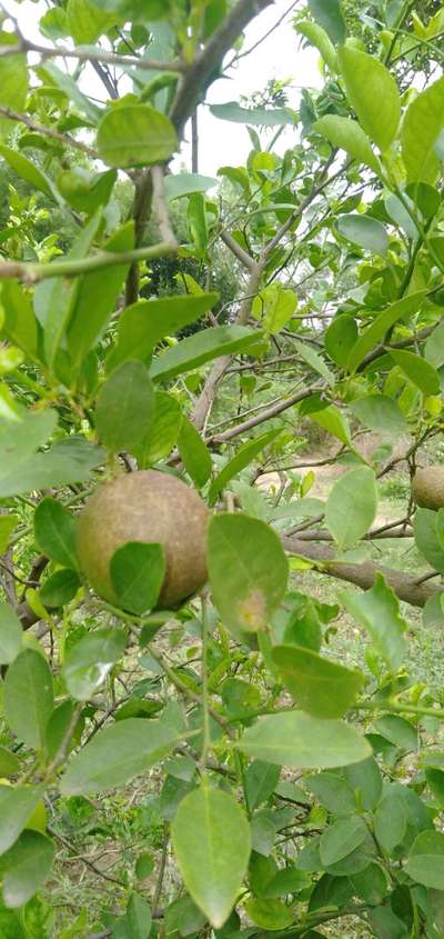Citrus Rust Mite - Citrus