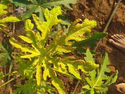 Pesticide Burn - Papaya