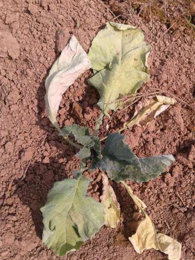 Damping-Off of Seedlings - Cauliflower