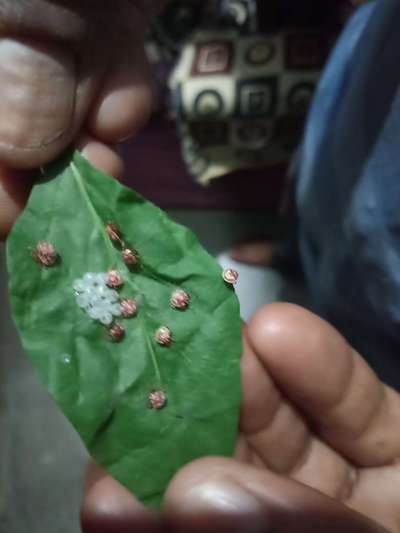 Western Plant Bug - Capsicum & Chilli