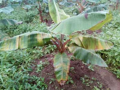 Cucumber Mosaic Virus on Banana - Banana