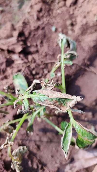 Potato Late Blight - Potato