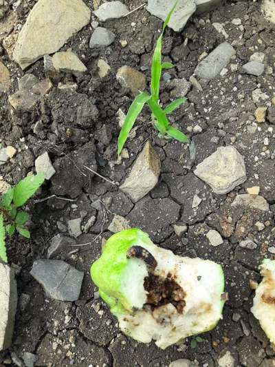 Spotted Bollworm - Cotton