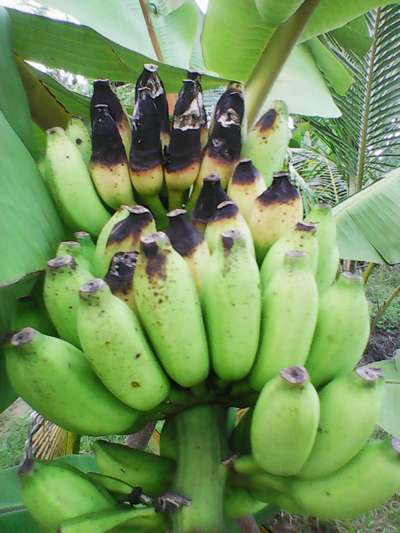 Cigar End Rot - Banana