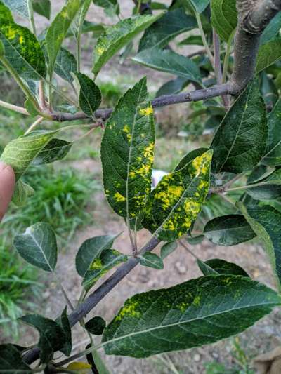 Apple Mosaic Virus - Apple