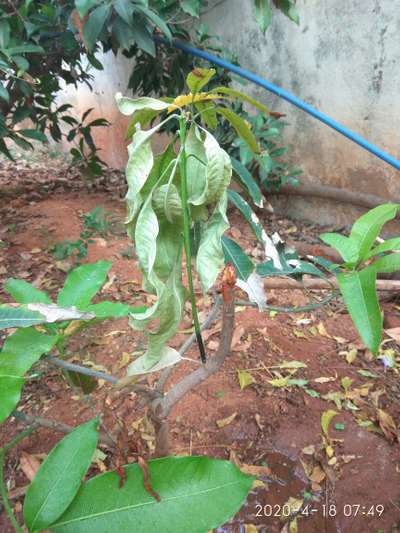 Mango Dieback Disease - Mango