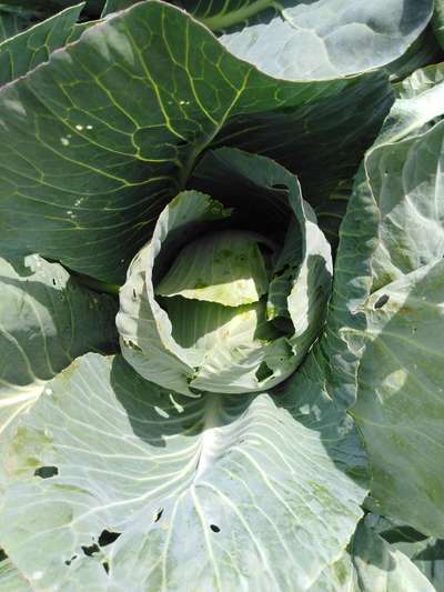 Cabbage White Butterfly - Cabbage