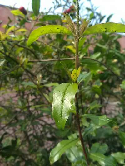 Aphids - Pomegranate