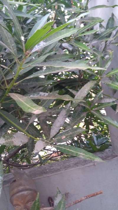 Powdery Mildew of Mango - Mango