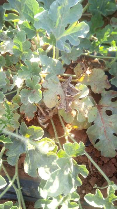 Downy Mildew of Cucurbits - البطيخ