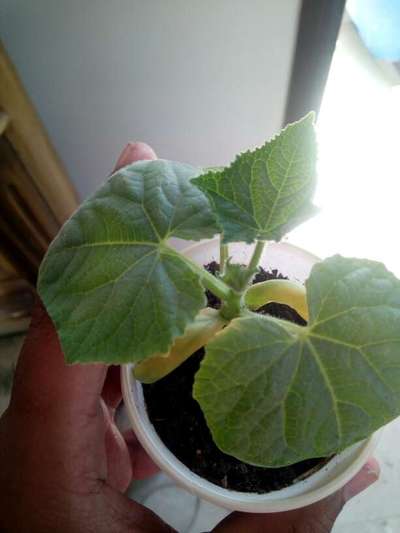 Nitrogen Deficiency - Cucumber