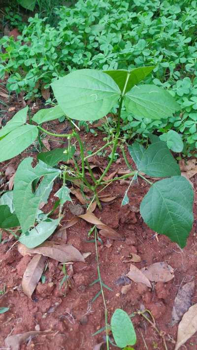 Tobacco Caterpillar - Bean