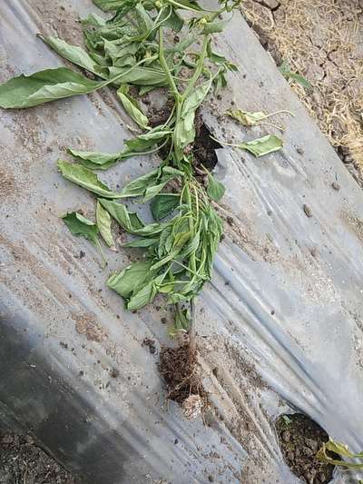 Stem Rot - Capsicum & Chilli