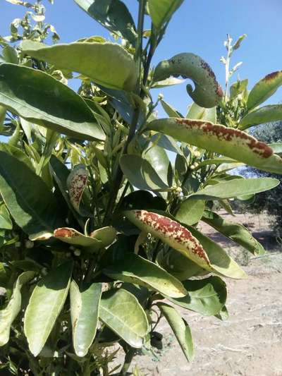 Taches foliaires algales - Agrumes