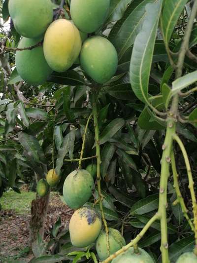 Antracnosis de la papaya y el mango - Mango