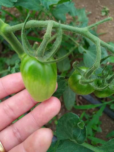 Mosca-branca - Tomate