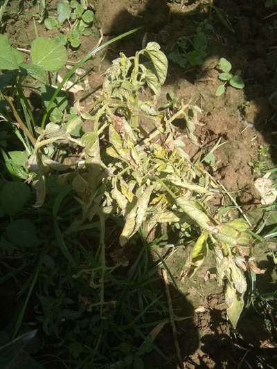 Powdery Mildew - Tomato