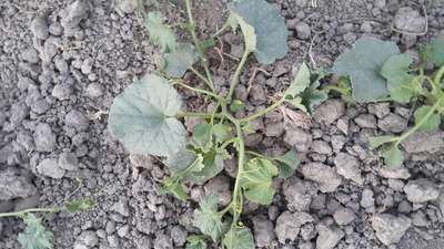 Fusarium Wilt - Melon