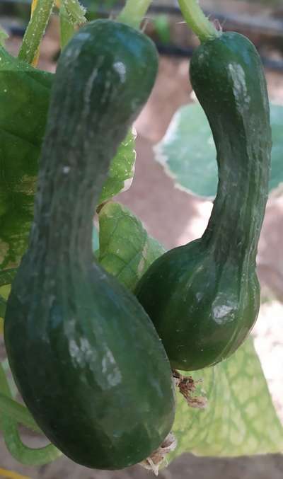 Boron Deficiency - Cucumber