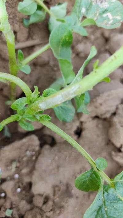 Stem Rot - Potato