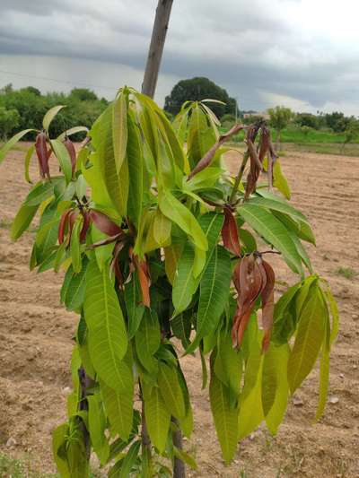 Mango Dieback Disease - Mango