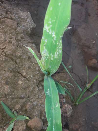 ಬೀನ್ ಎಲೆಯ ವೆಬ್ಬರ್ - ಮೆಕ್ಕೆ ಜೋಳ