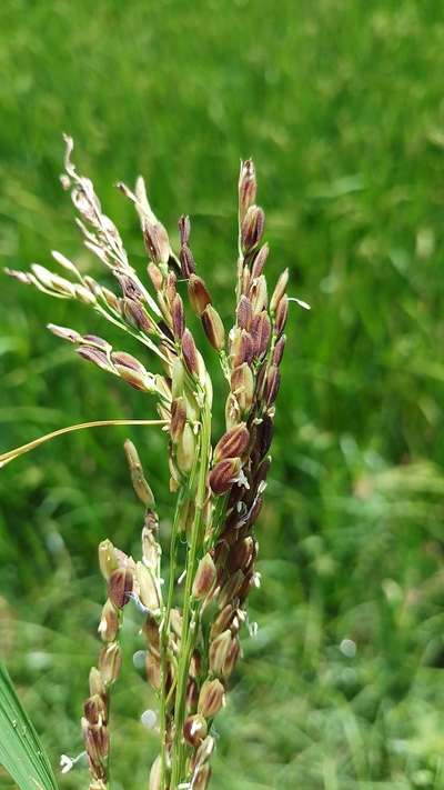 Bacterial Panicle Blight - Rice