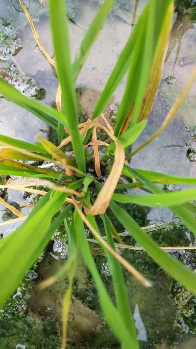 Zinc Deficiency - Rice