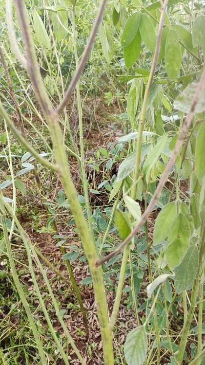 Stem Rot of Pigeonpea - Pigeon Pea & Red Gram