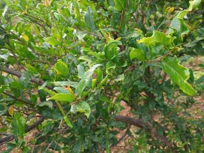 Boron Deficiency - Pomegranate