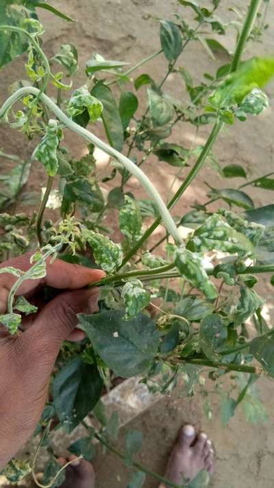 Gall Mite - Capsicum & Chilli