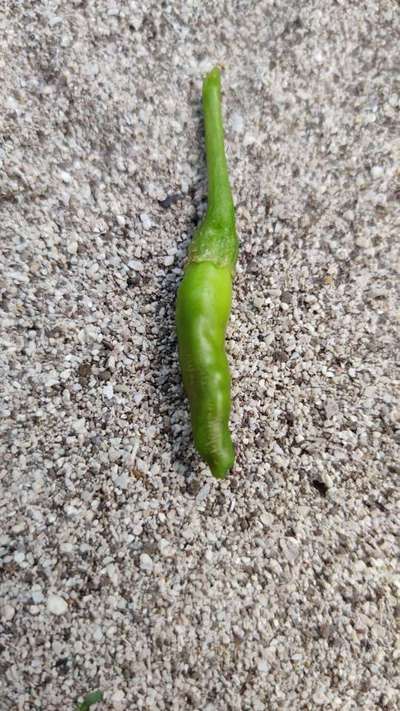 Broad Mite - Capsicum & Chilli