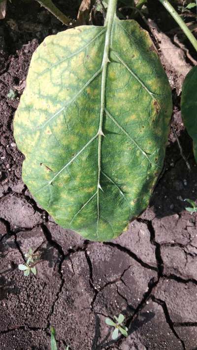 Magnesium Deficiency - Brinjal