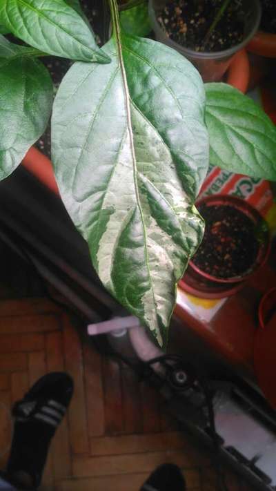 Leaf Variegation - Capsicum & Chilli