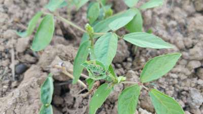 Aphids - Black & Green Gram