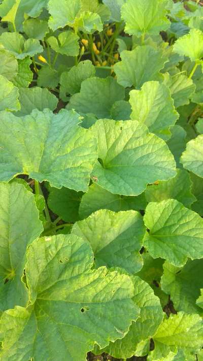 Flea Beetles - Cucumber