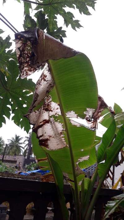 Castor Hairy Caterpillar - Banana